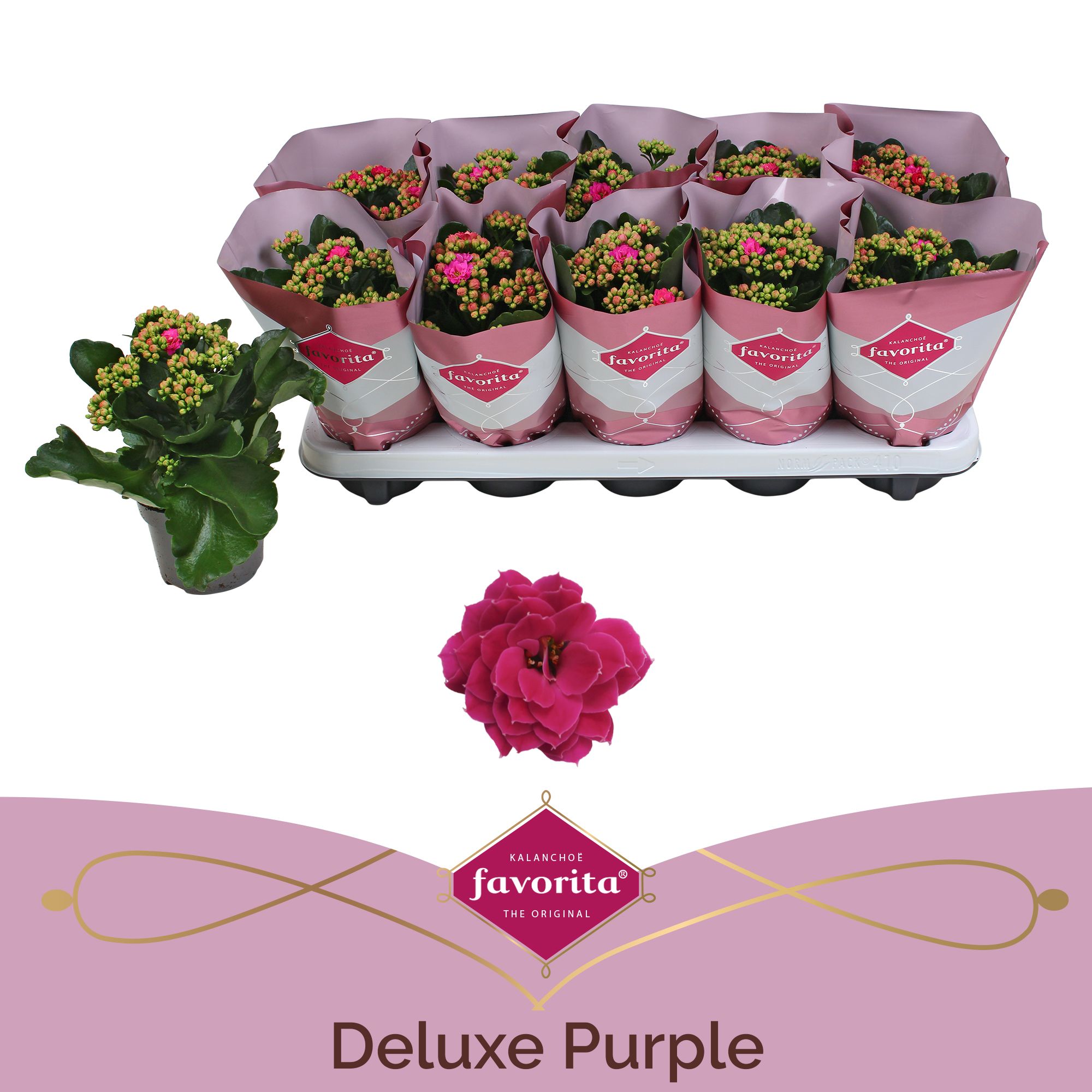 Kalanchoe Double Deluxe Purple stadium 1, D 10,5