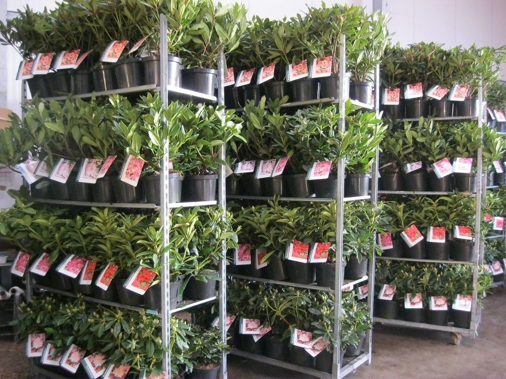 Rhododendron MIX, D 23