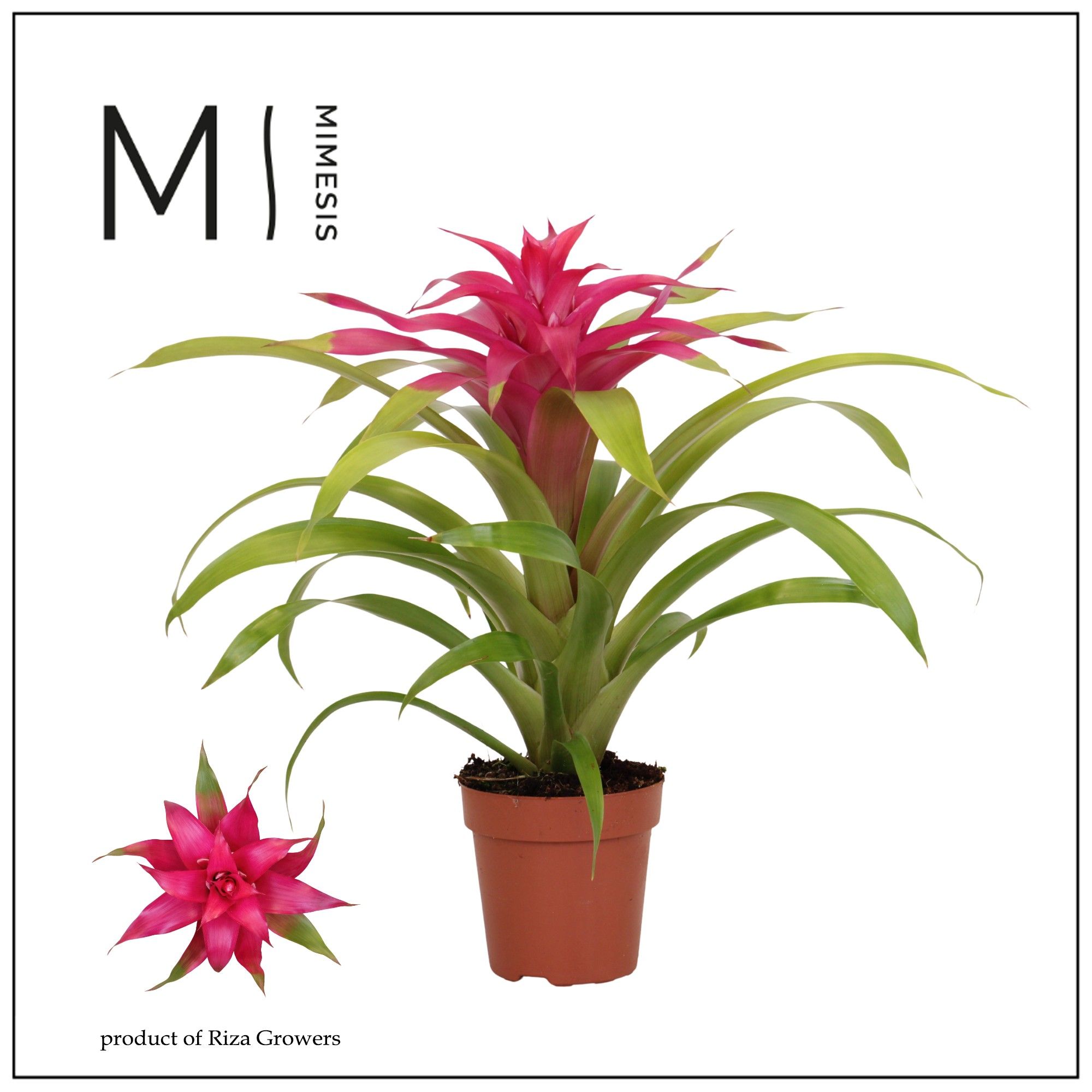 Guzmania Deseo Pink - 12cm | Mimesis, D 12