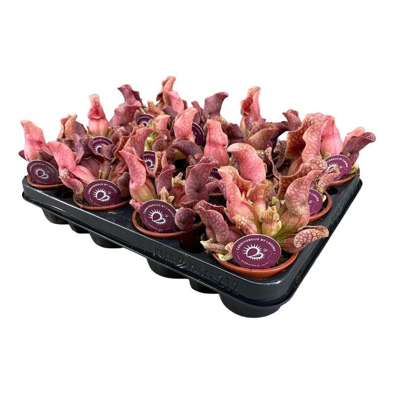 Sarracenia Sylwia 8,5 cm, D 8,5 cm