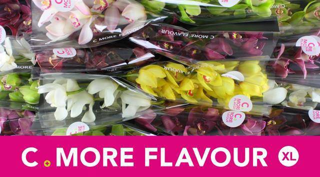 Цимбидиум Микс x16 40, шт.