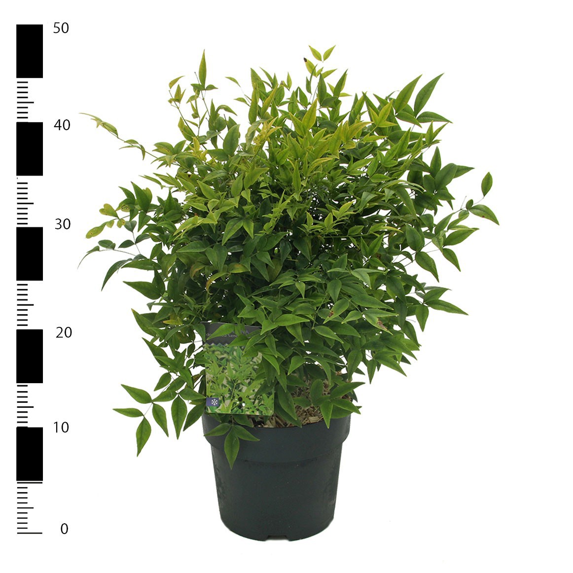 Nandina domestica 'Lemon and Lime', D 23