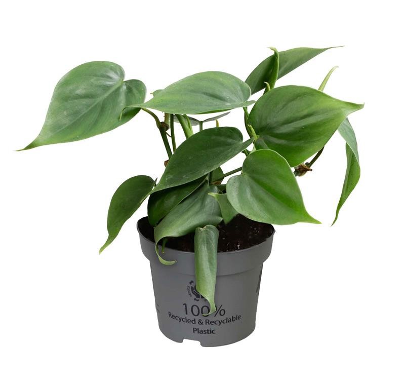 PHILODENDRON SCANDENS, D 11