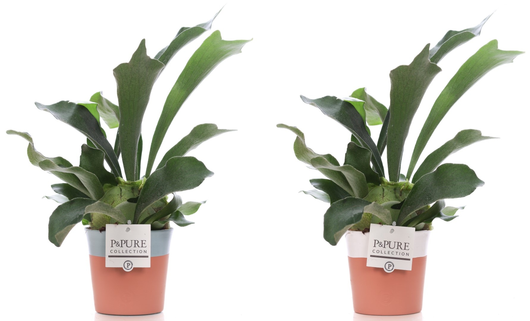 Platycerium Bif. in P&PURE Terra Cotta 4 ass.2, D 12