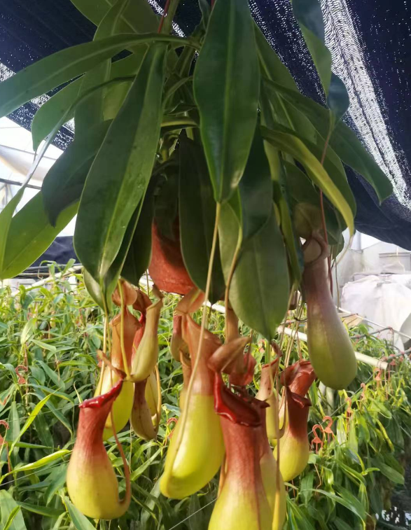 Непентес мирабилис Непентес 18 50