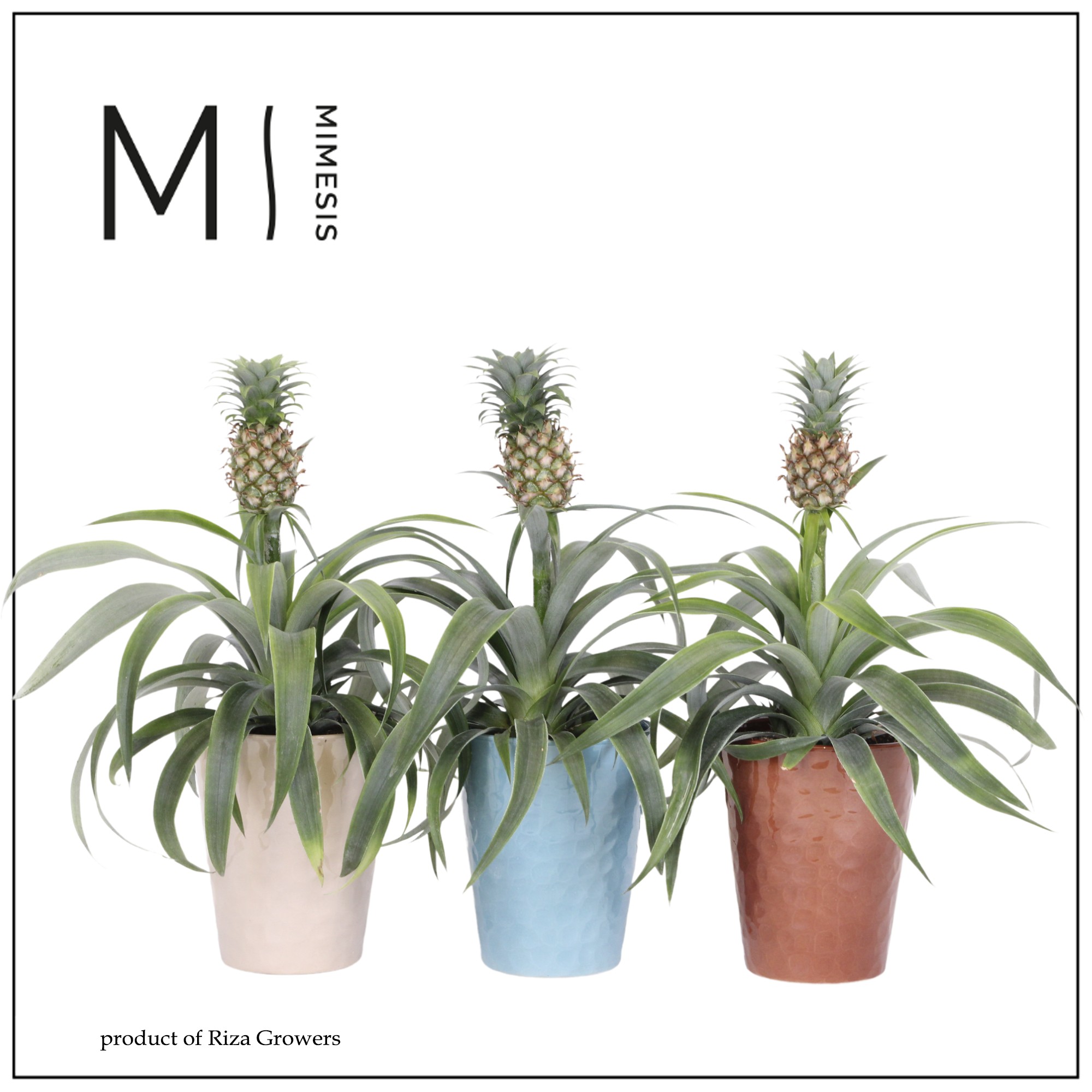 Ananas Mi Amigo - 12cm in Faro | Mimesis, D 13