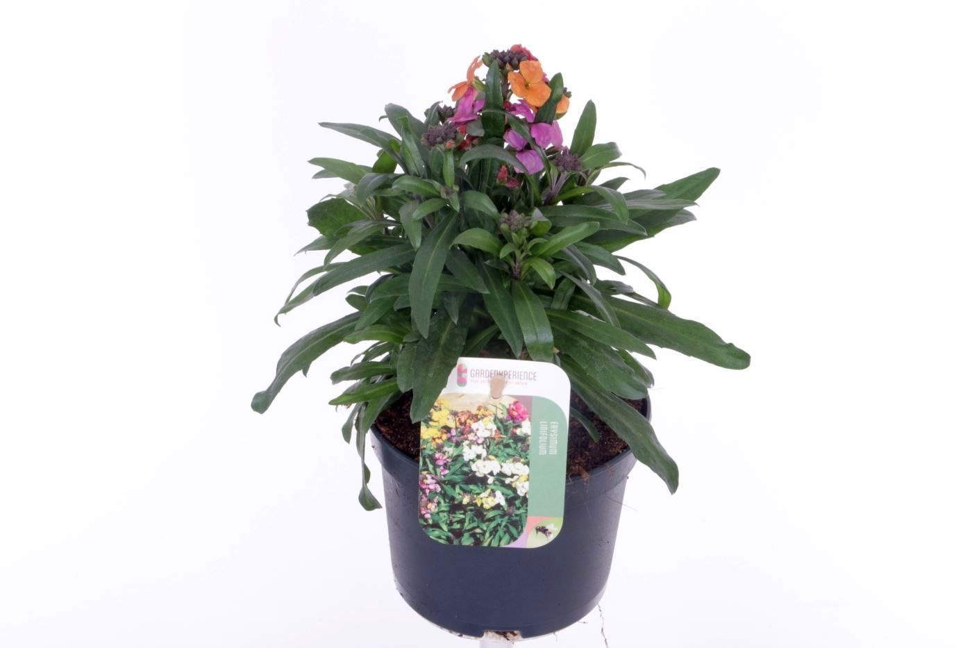 Erysimum Erysistible Magenta, D 13