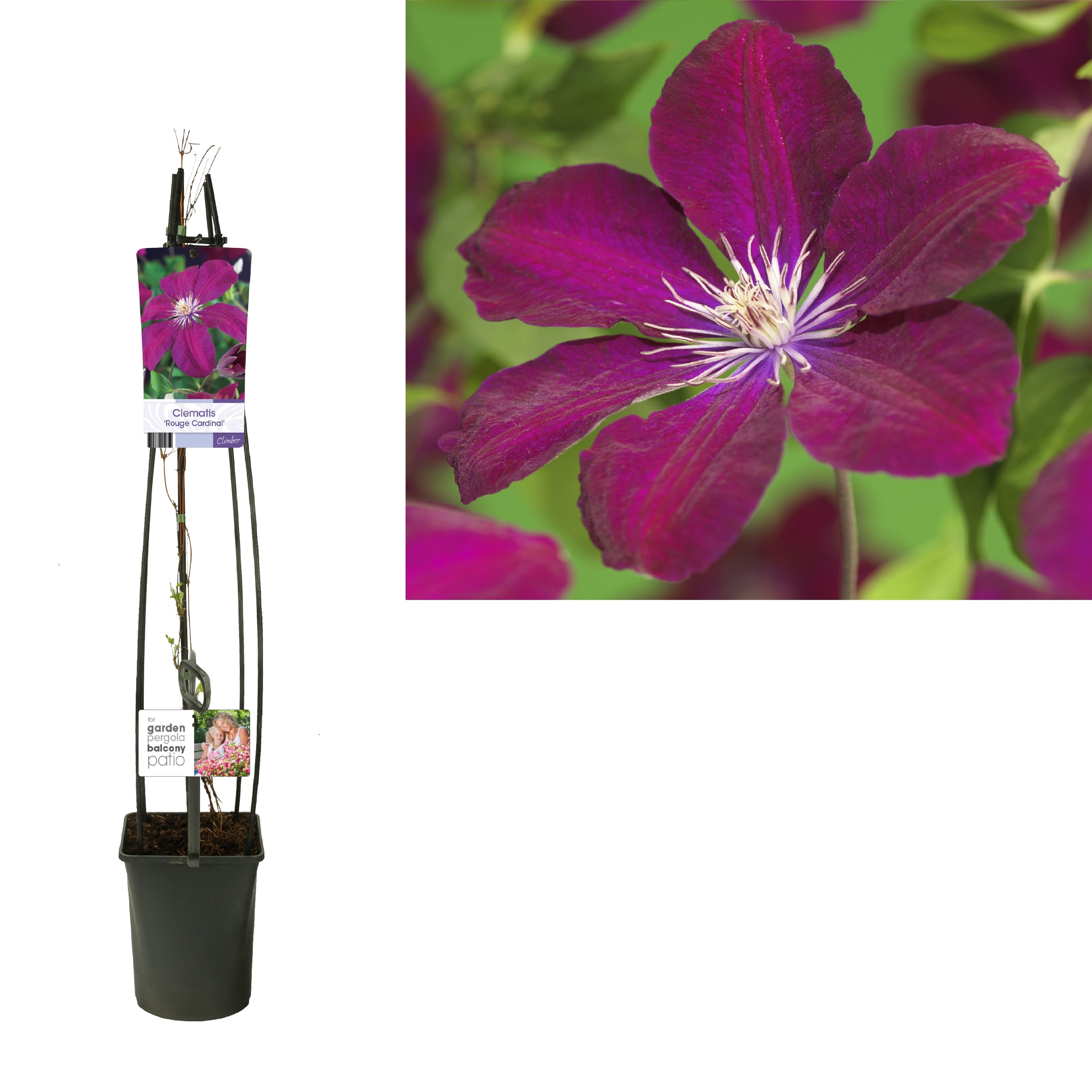 Clematis 'Rouge Cardinal' +light label, D 23