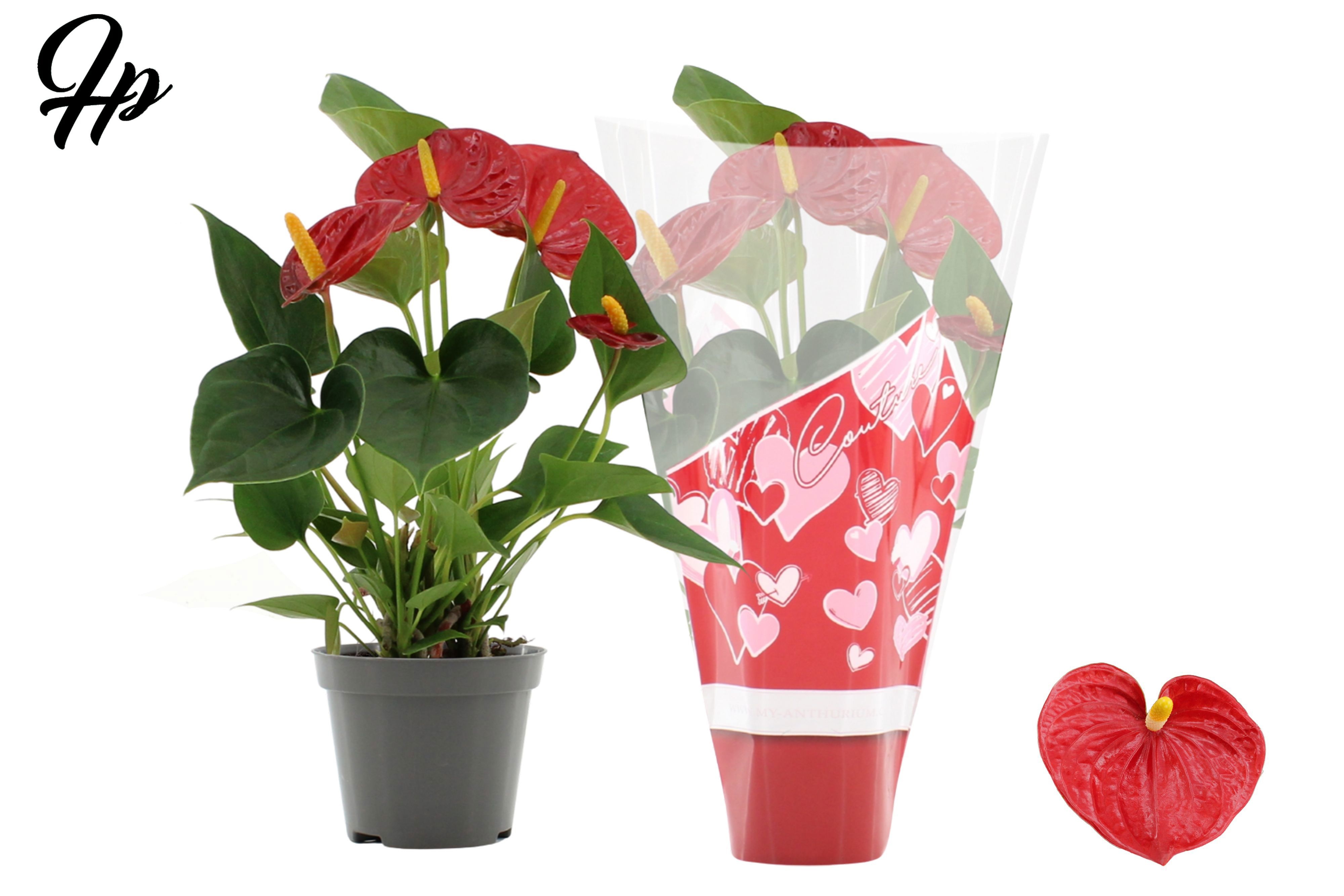Anthurium 9 cm Success Red in Couture heart sleeve, D 9