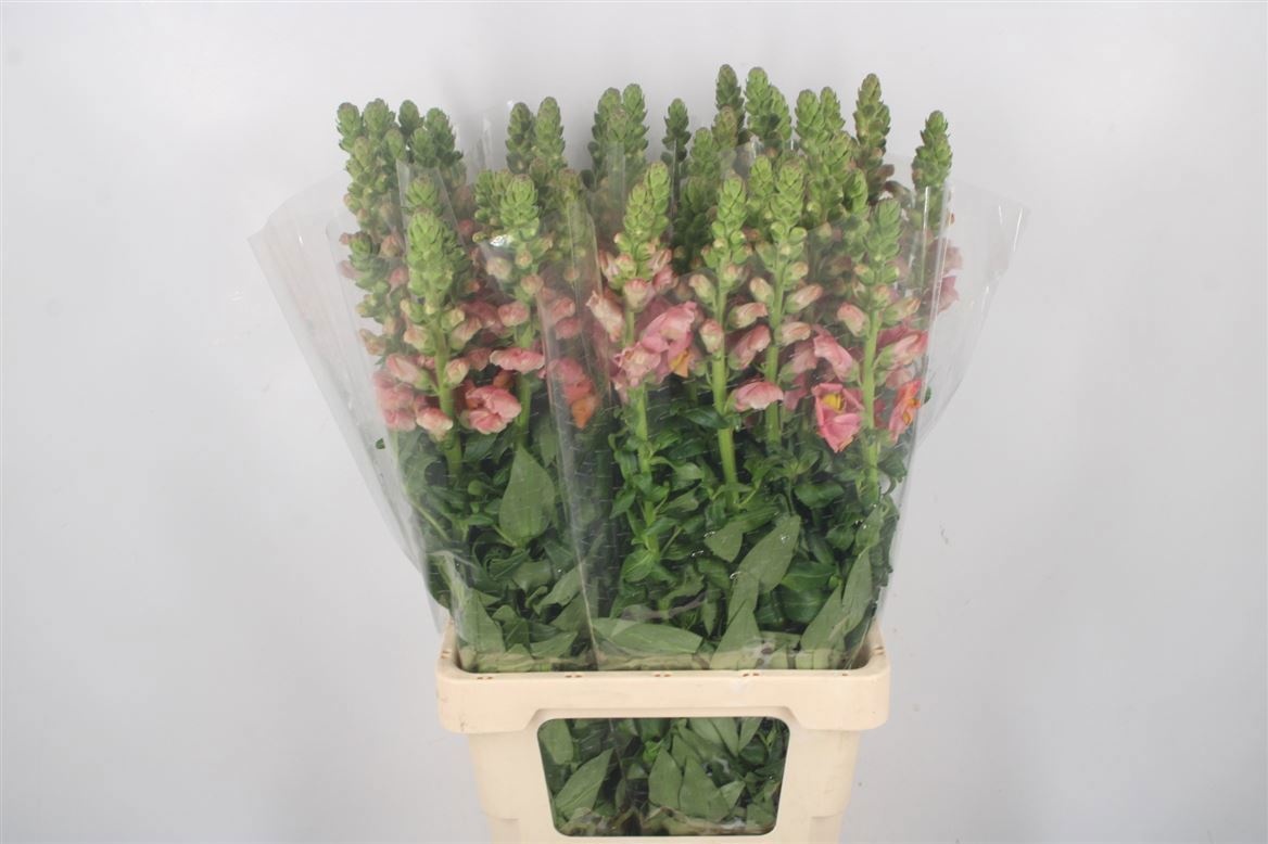 Антирринум Потомак Дарк Оранж (оранж.), шт.