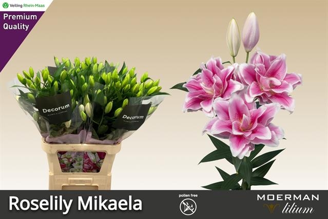 Лилия дв. Роузлили Микаела 100 (розово-бел.), шт.
