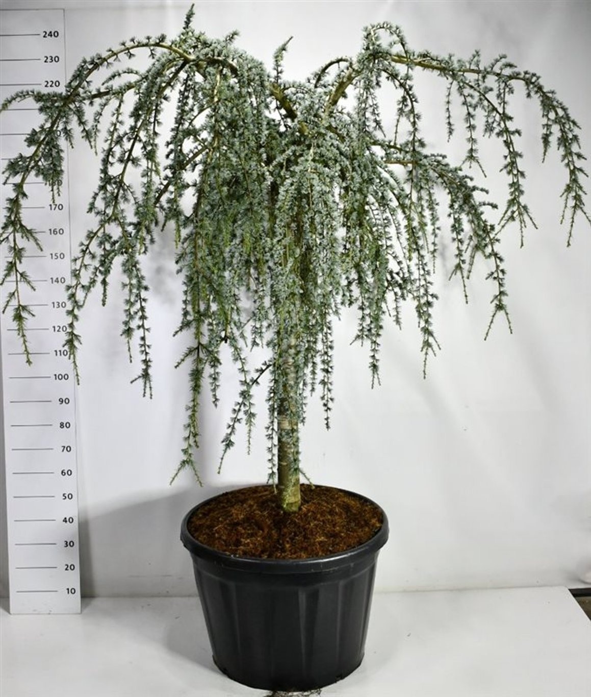 Cedrus atl. 'Glauca Pendula', D 80