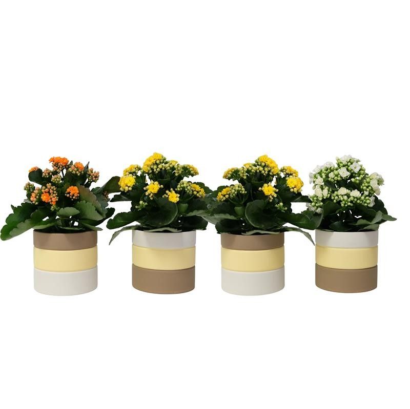 Ascent with Kalanchoe, D 11