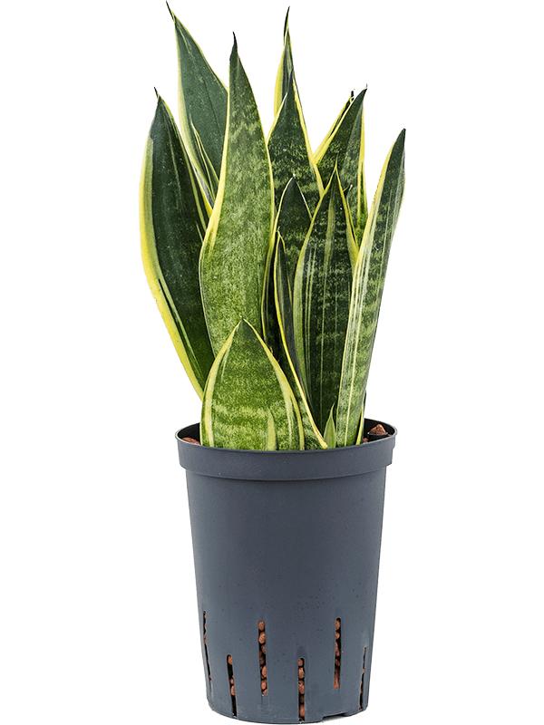 Sansevieria trifasciata 'Canary', D 15 cm