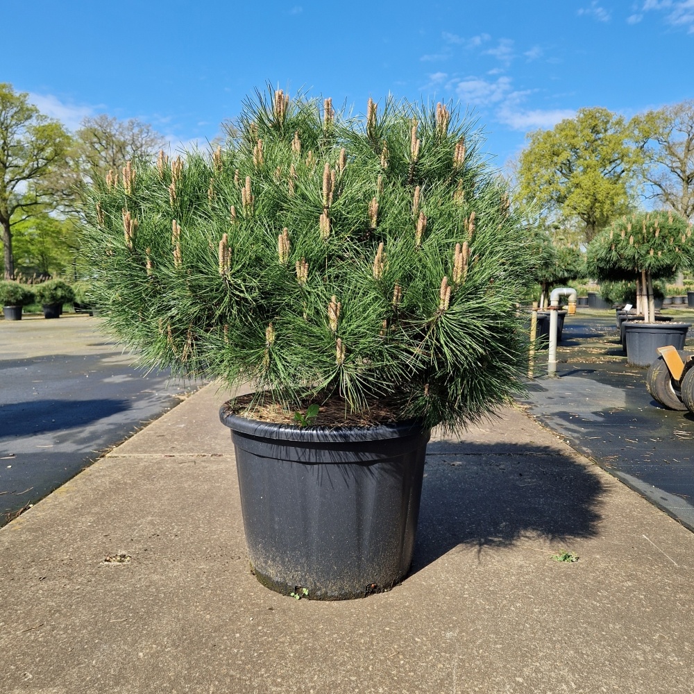 Pinus nigra 'Brepo'®, D 55 cm