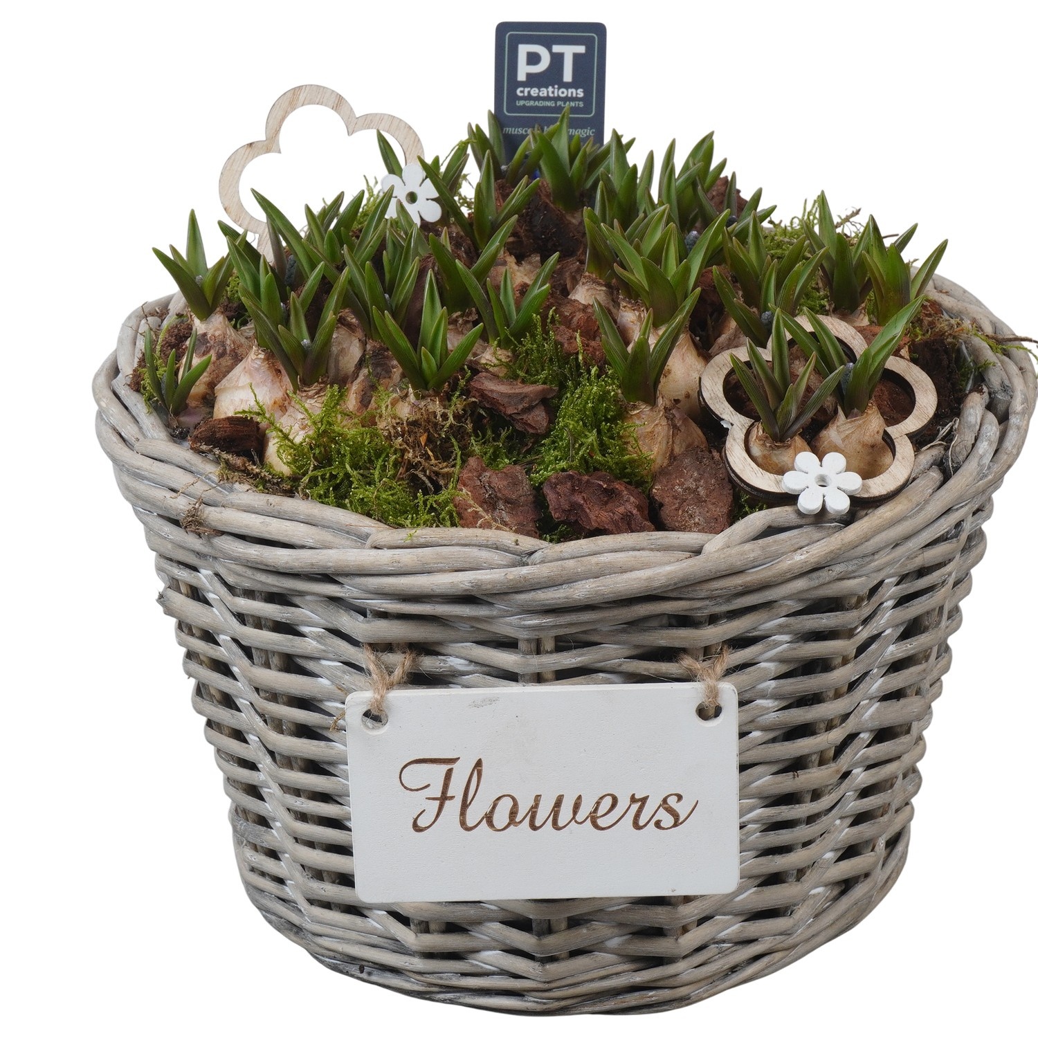 PTMB6228 Arrangement Muscari Blue in riet mand, D 27