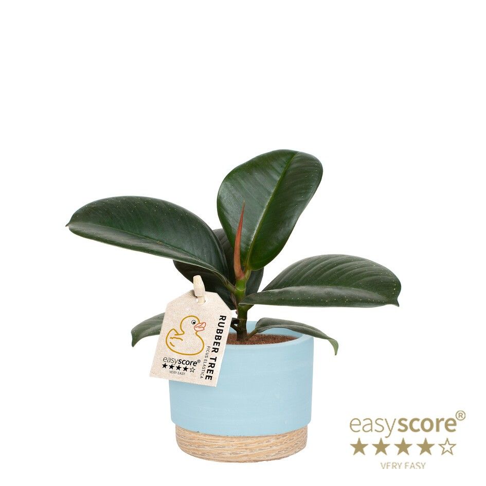 Woodbase Sky Blue, Ficus elastica ´Sofia´, D 7 cm