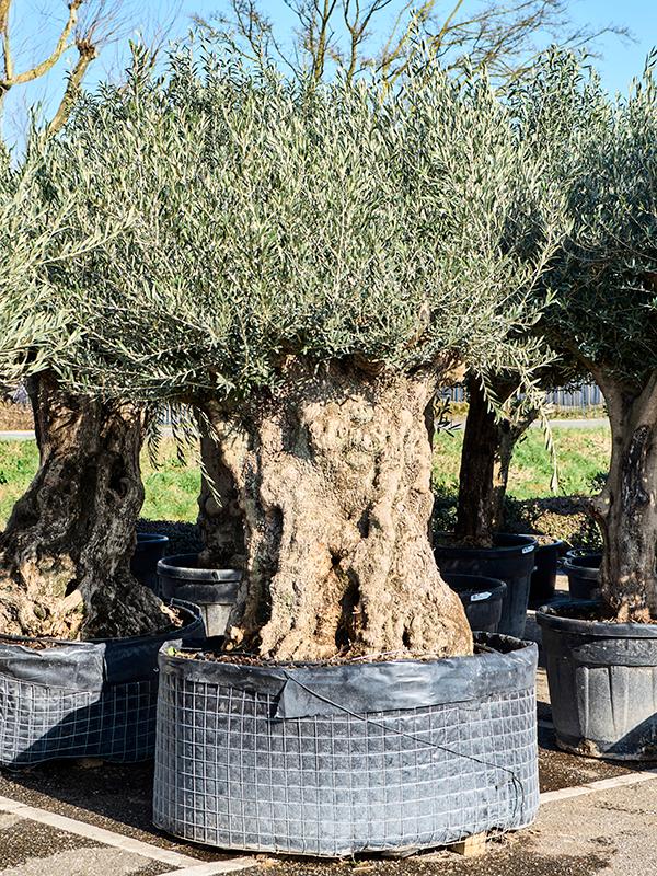 Olea europaea (220-260), D 120