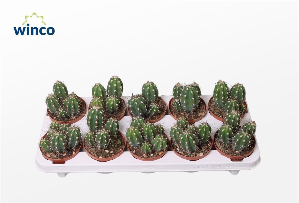 Stetsonia Coryne, D 10,5