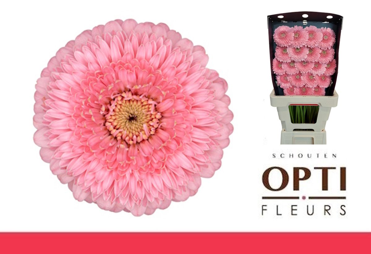 Гермини Помпон Пигги, шт.