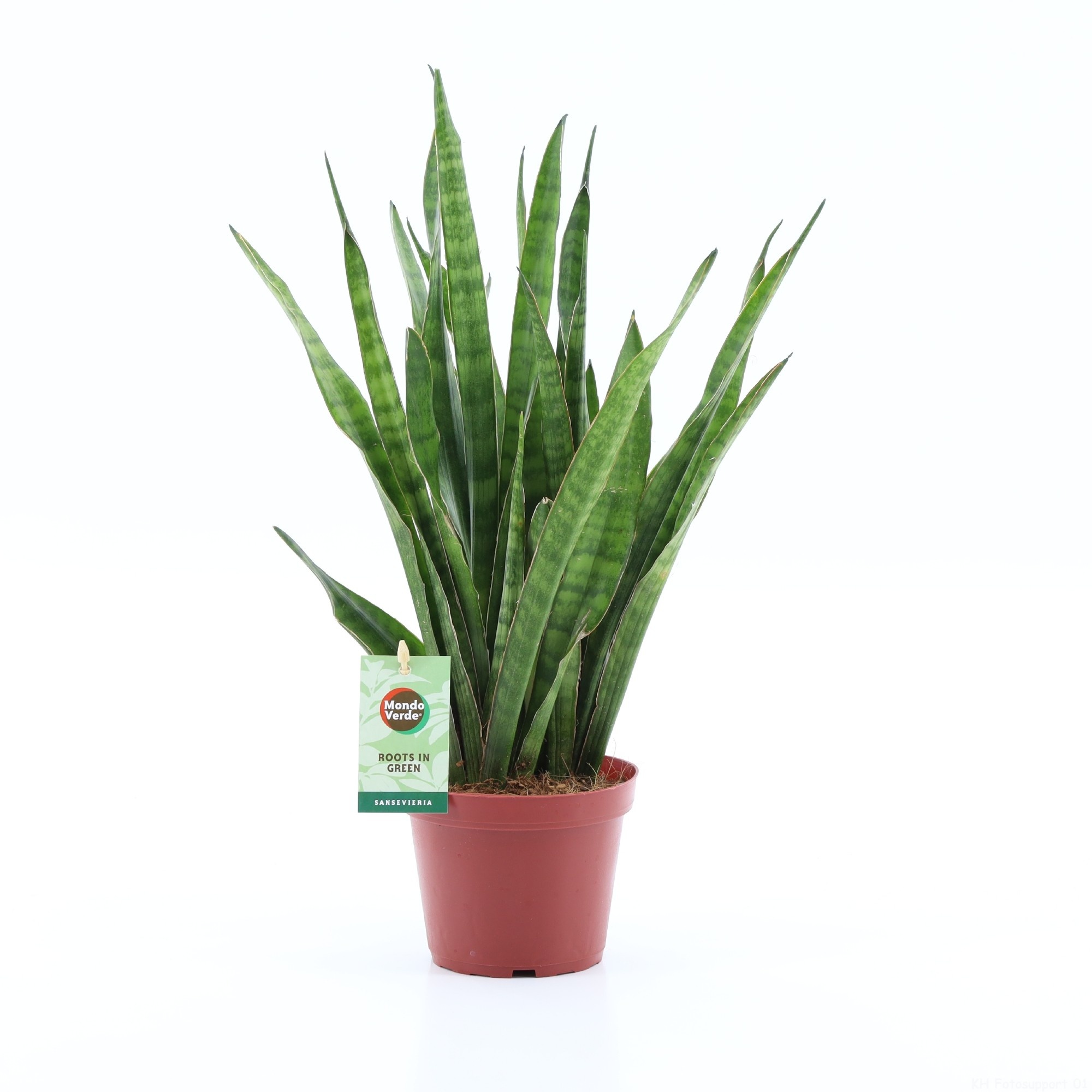 Sansevieria Kirkii, D 12