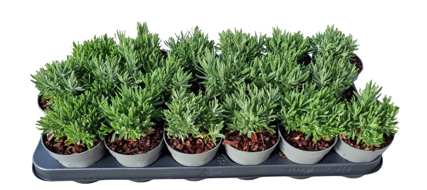 Lavandula ang. Hidcote, D 9