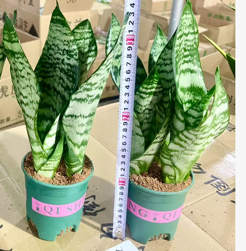 Сансевиерия зейланика 12 30