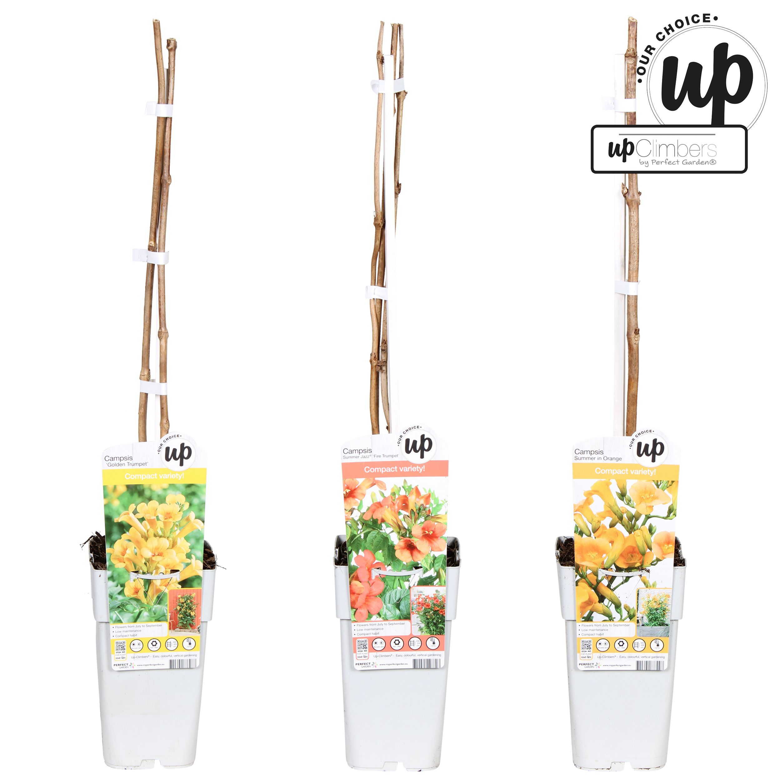 Campsis Our Choice mix laag P15, D 15