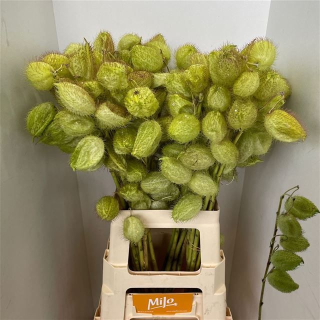 Гомфокарпус Моби Дик 70, шт.