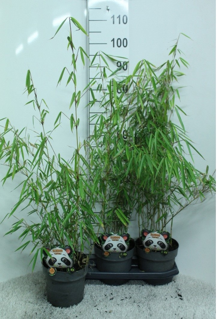 Fargesia robusta 'Campbell' P19, D 19