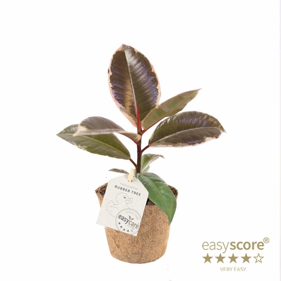 Ficus elastica ´Belize´ - Cocoz, D 9