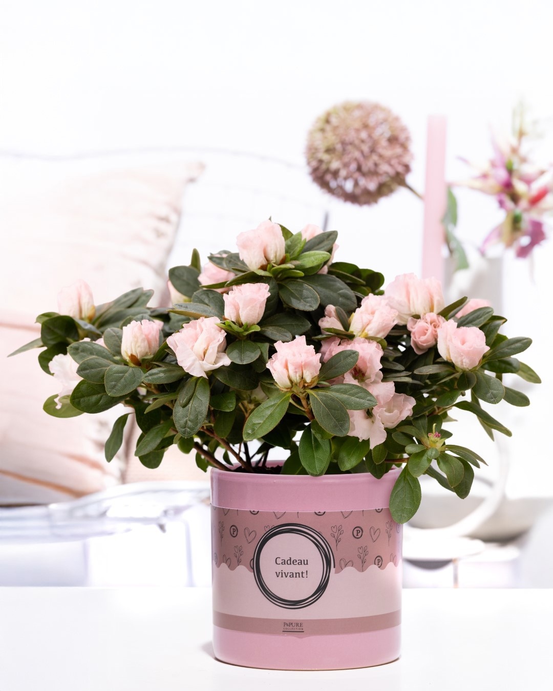 1st class Azalea pink in P&P cadeau concept: CADEAU VIVANT!, D 12
