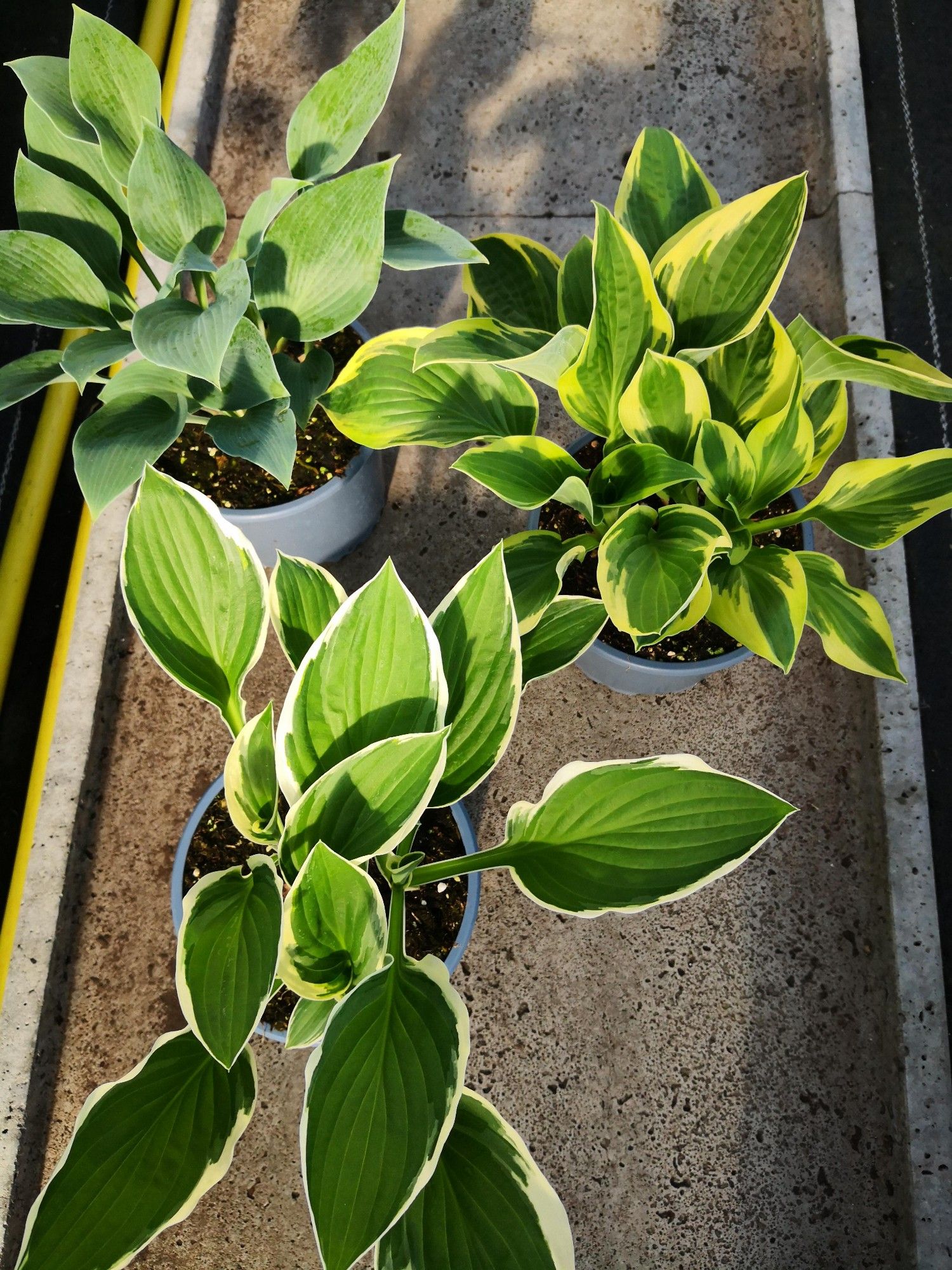 Hosta Hybrid, mix laag, D 17