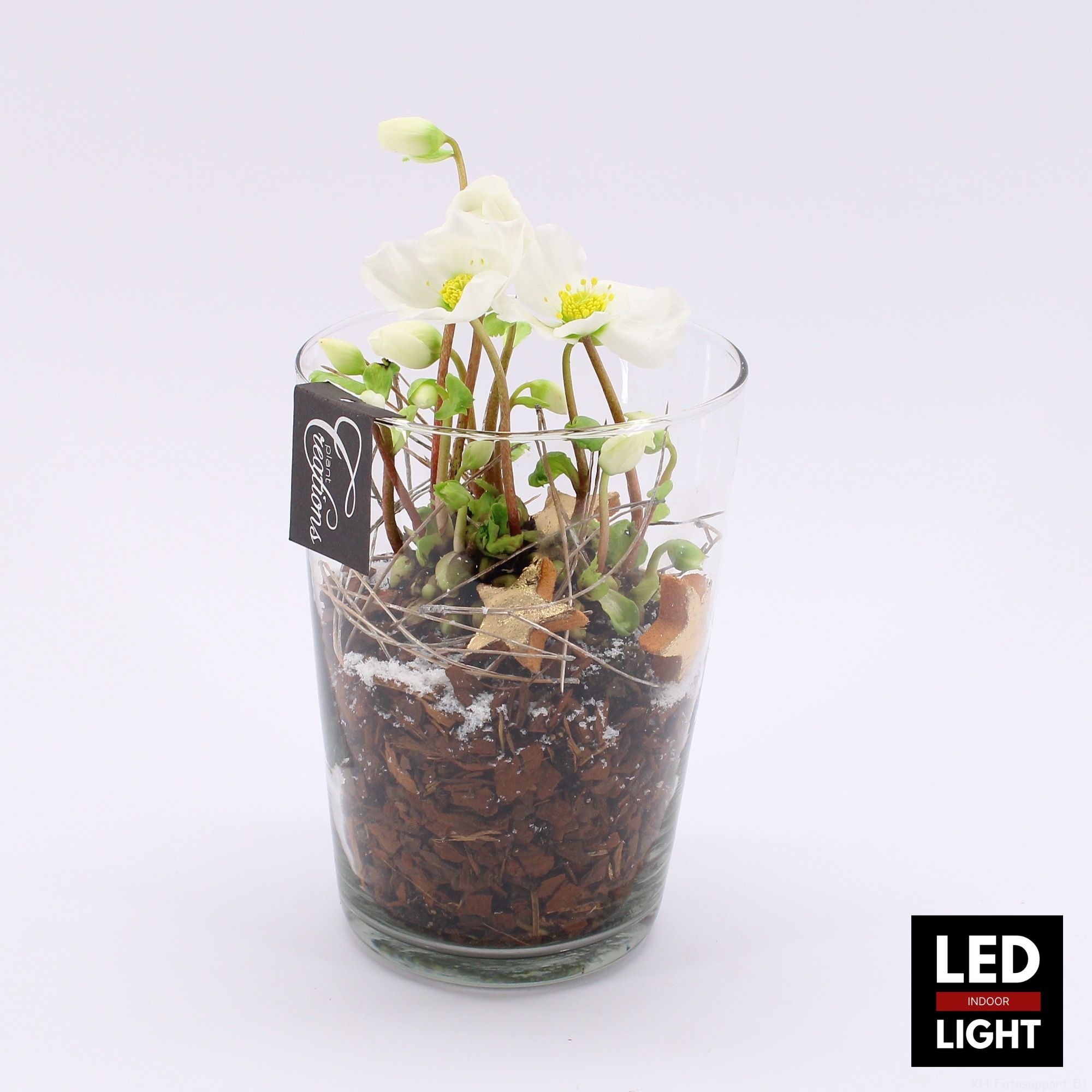 NHCR-2515LED Verboom Helleborus, D 14 cm
