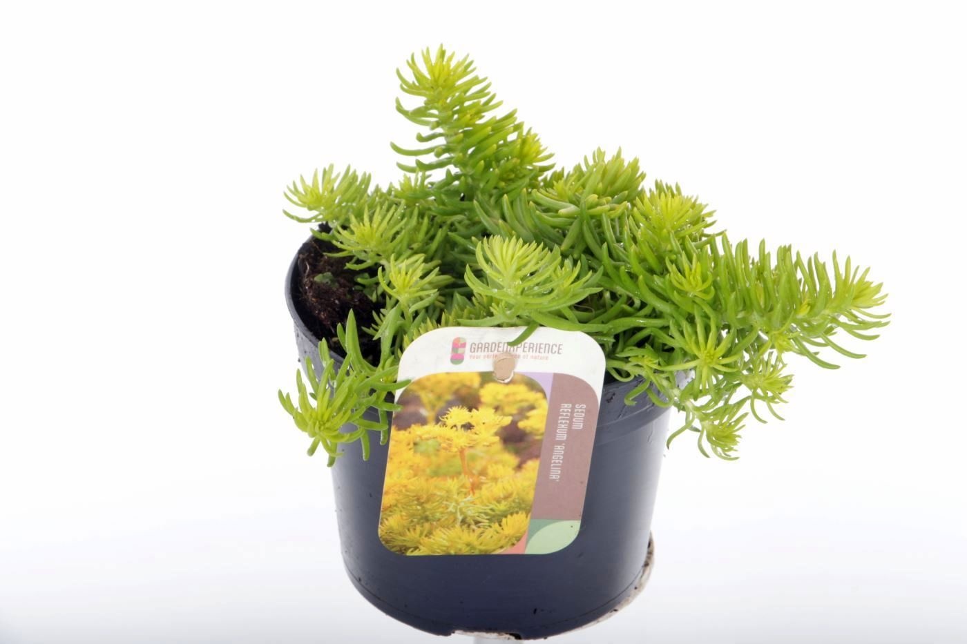 Sedum reflexum Angelina, D 13
