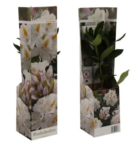 Rhododendron Cunningham's White, D 9