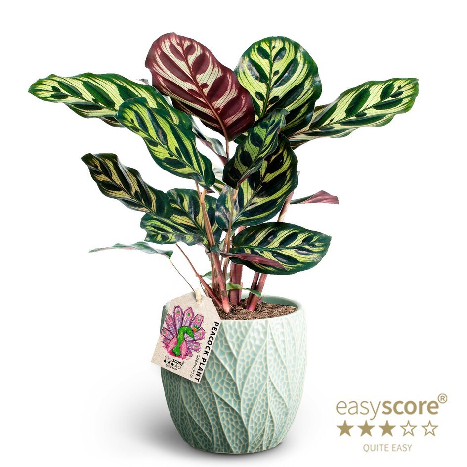 Leaf Ocean, Calathea makoyana, D 12