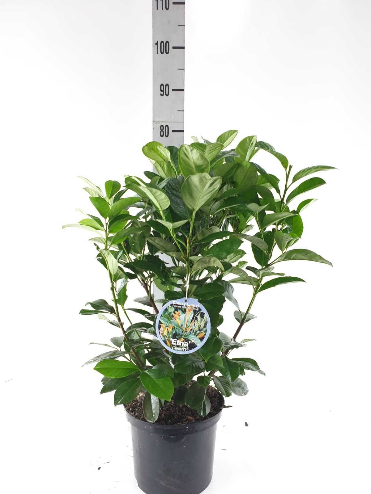 Prunus laur. 'Etna'® 40-60cm, D 23