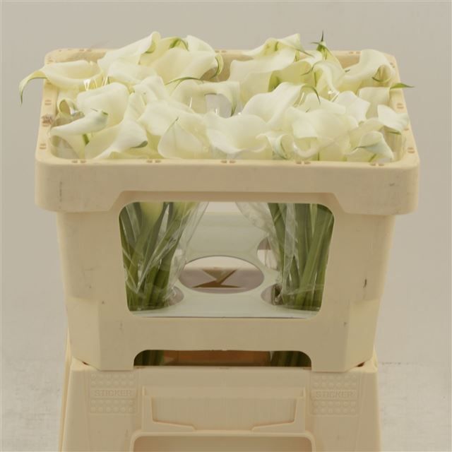 Калла Кристал Клиа 45, шт.