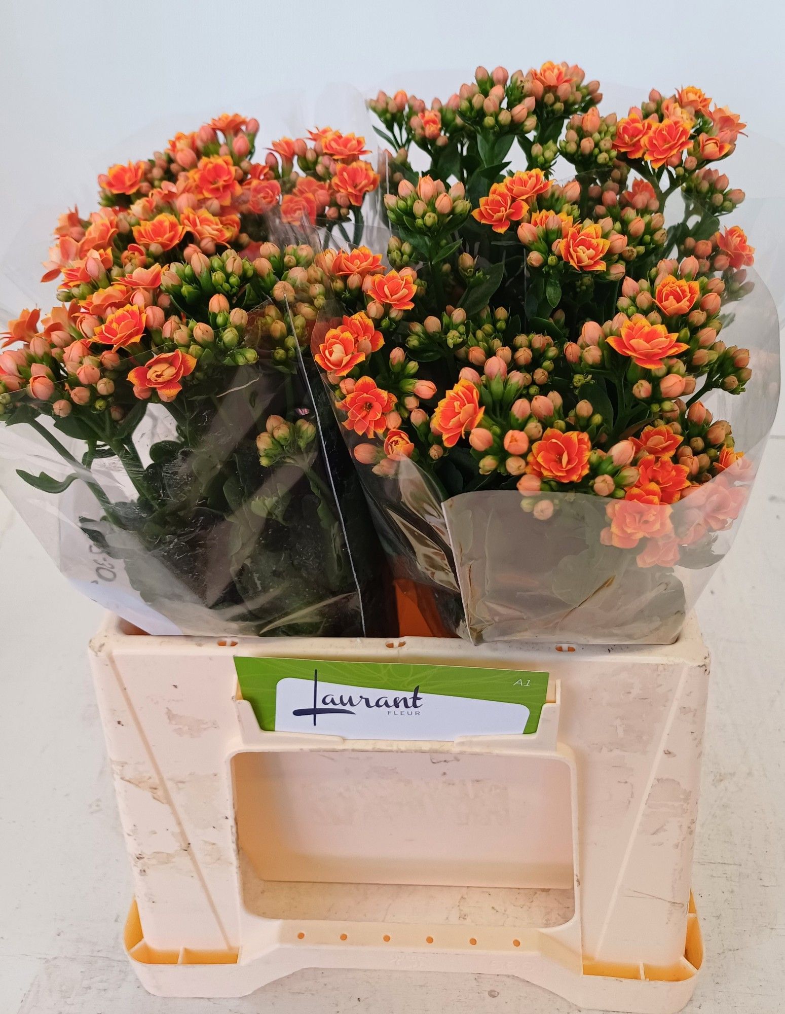 Каланхое Флэмин Оранж Медоу 40, шт.