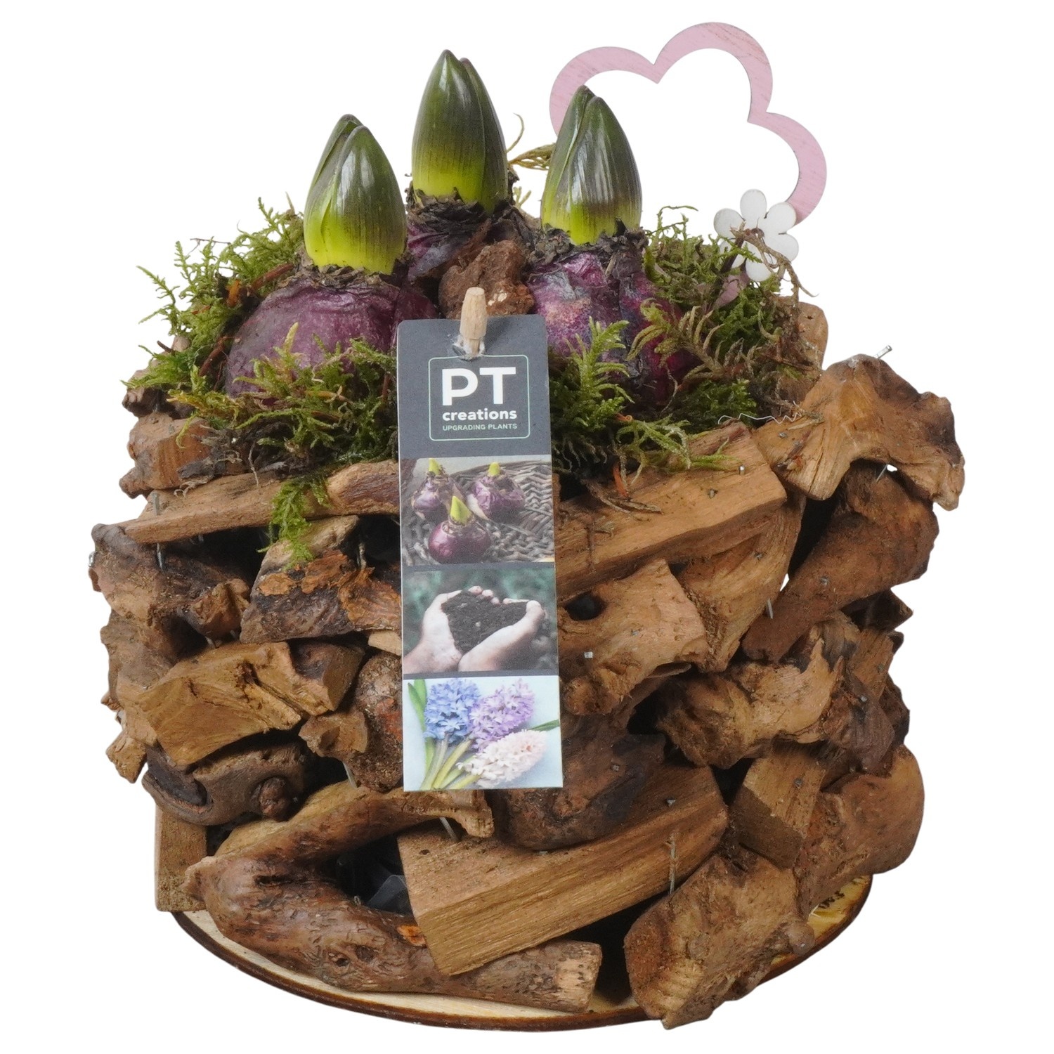 PTHC9178 Arrangement Hyacints in hout pot, D 17