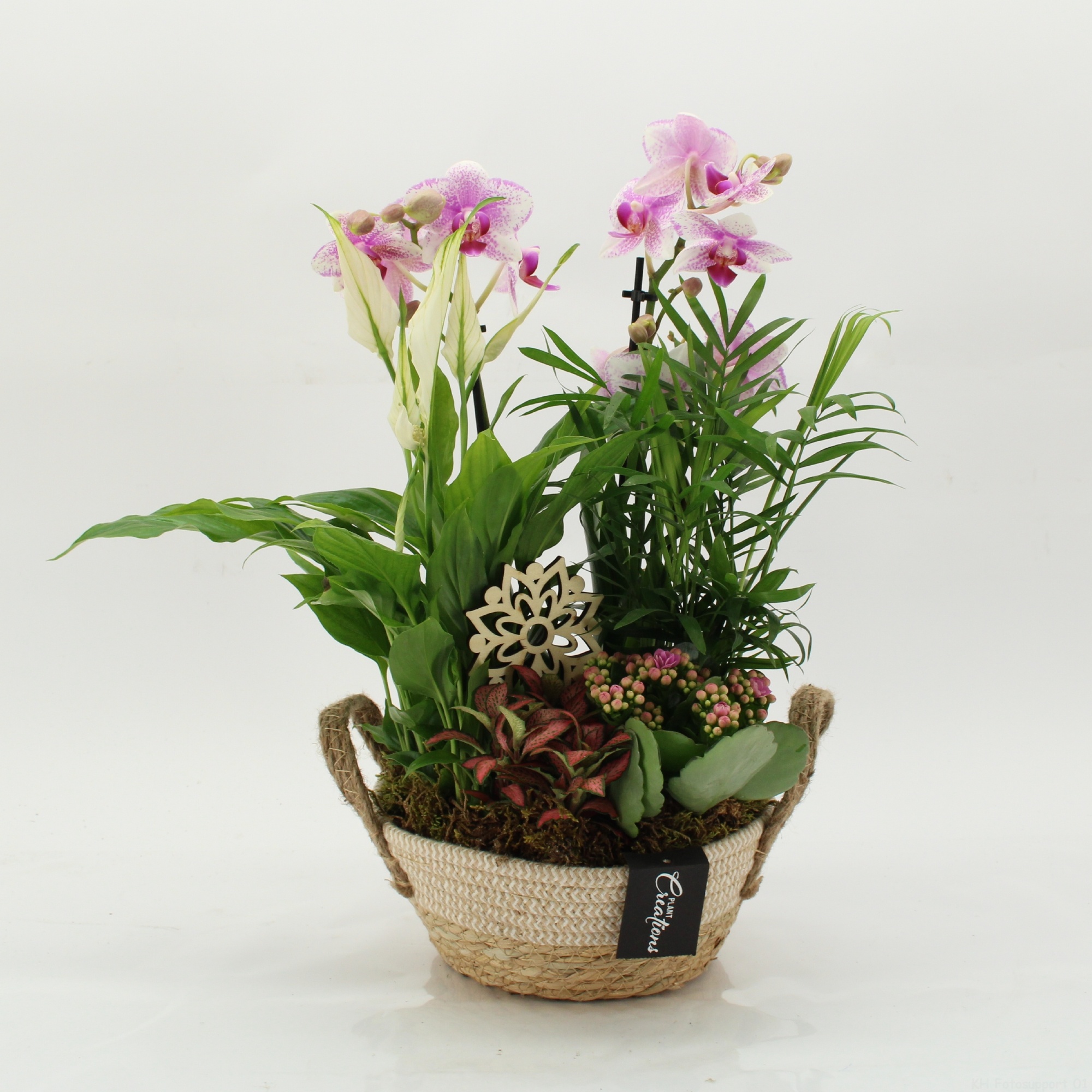 PHAL-2631RZ Phalaenopsis creatie, D 21