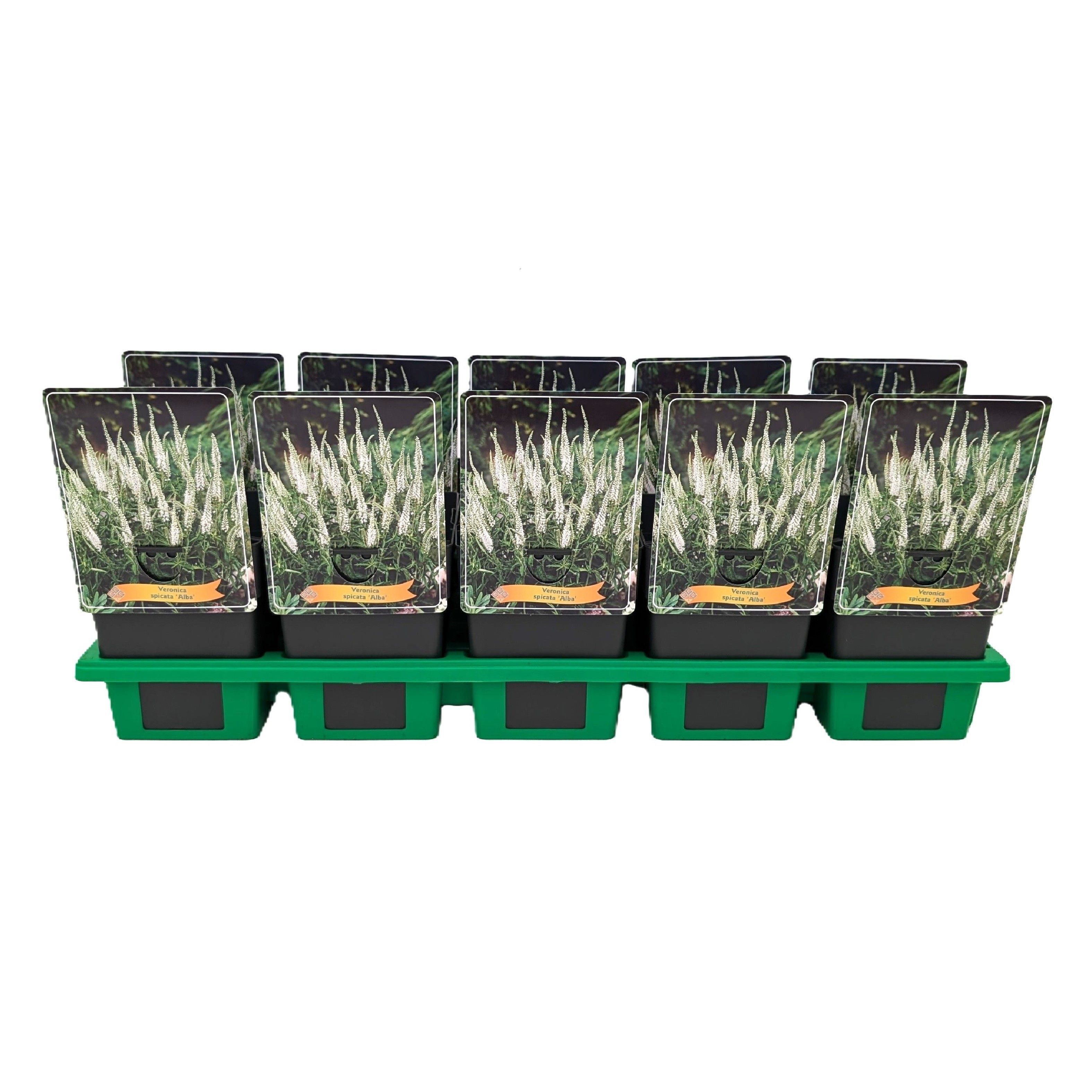 Veronica Spicata 'Alba' P11, D 11 cm Veronica Spicata 'Alba' P11, D 11 cm