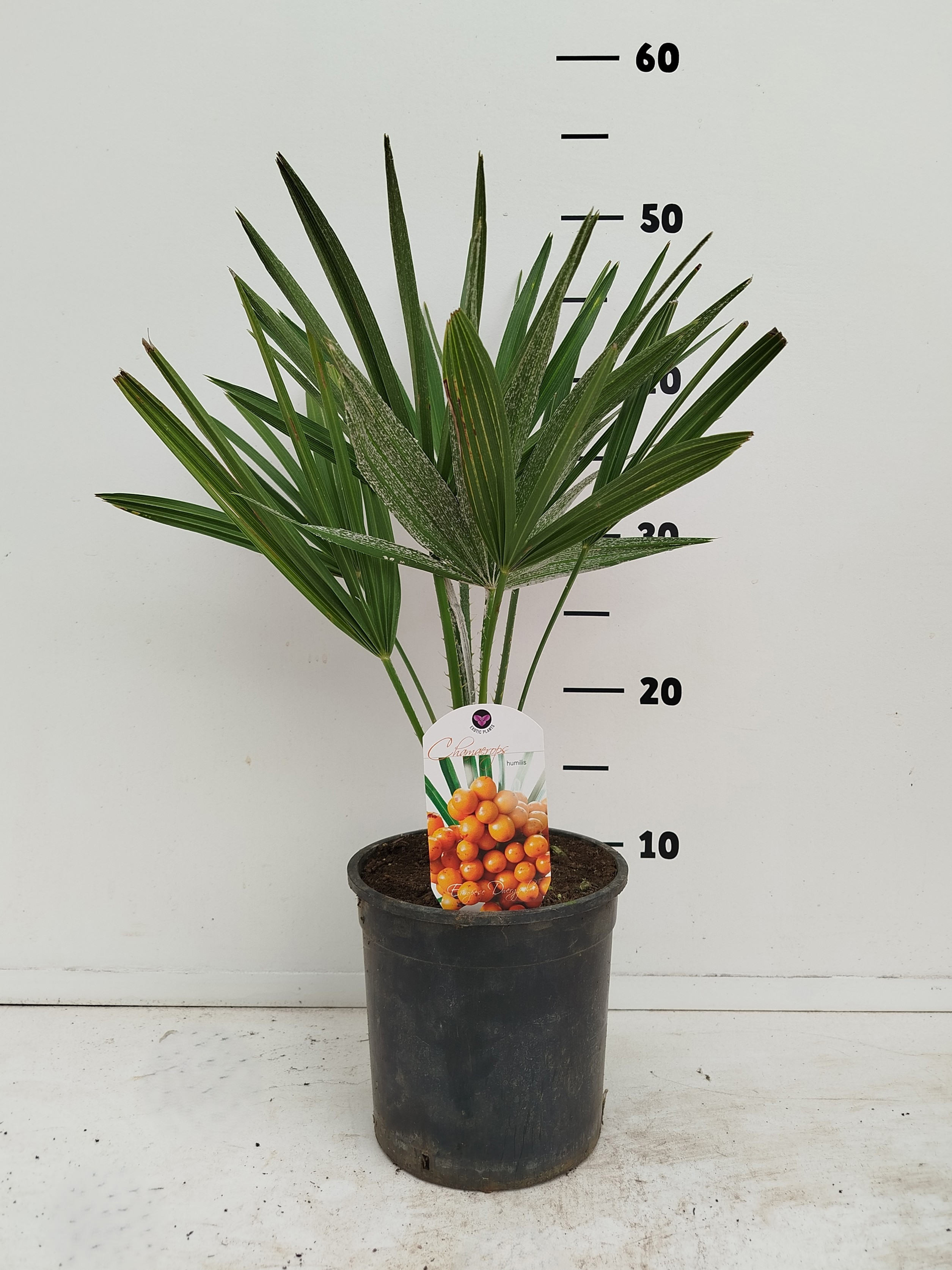 Chamaerops humilis, D 19