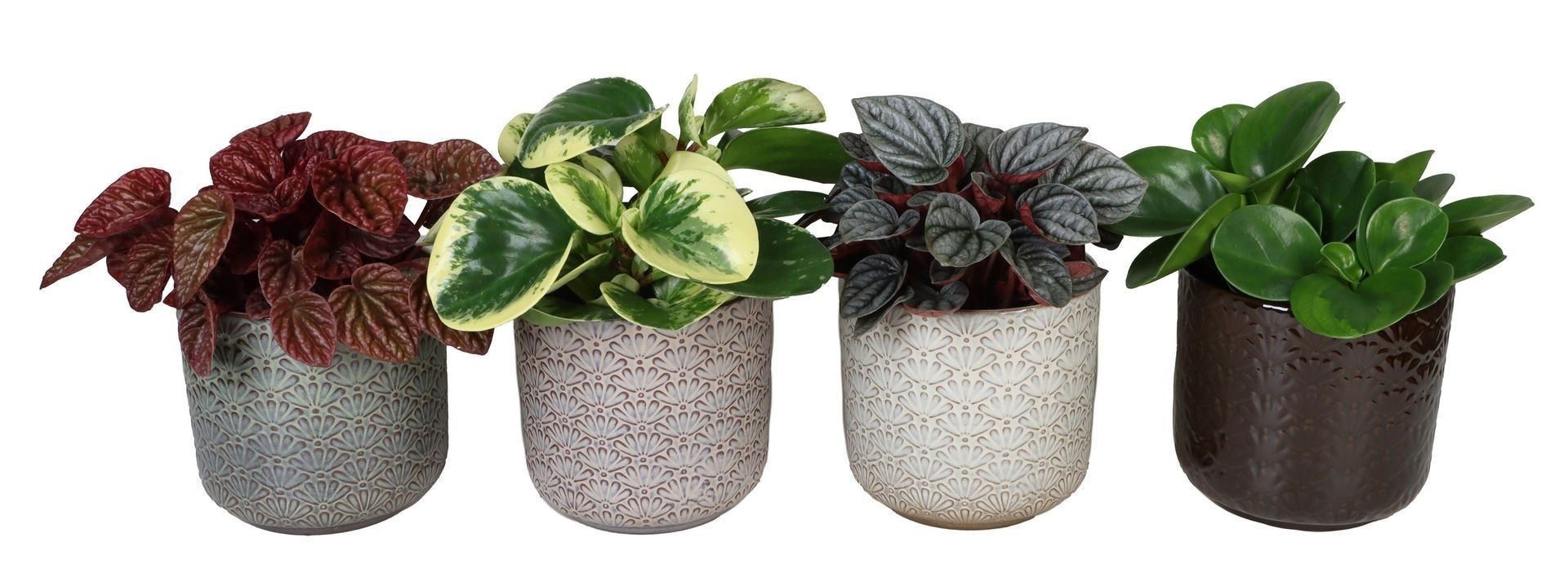 L 67309 with Peperomia Mix 12 cm, D 12