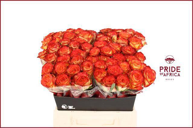 Роза од. Фаефокс 40, шт.