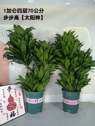 Драцена 1 Галлон ББК Сан Год 18 60