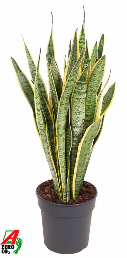 Sansevieria Laurentii P24, D 24
