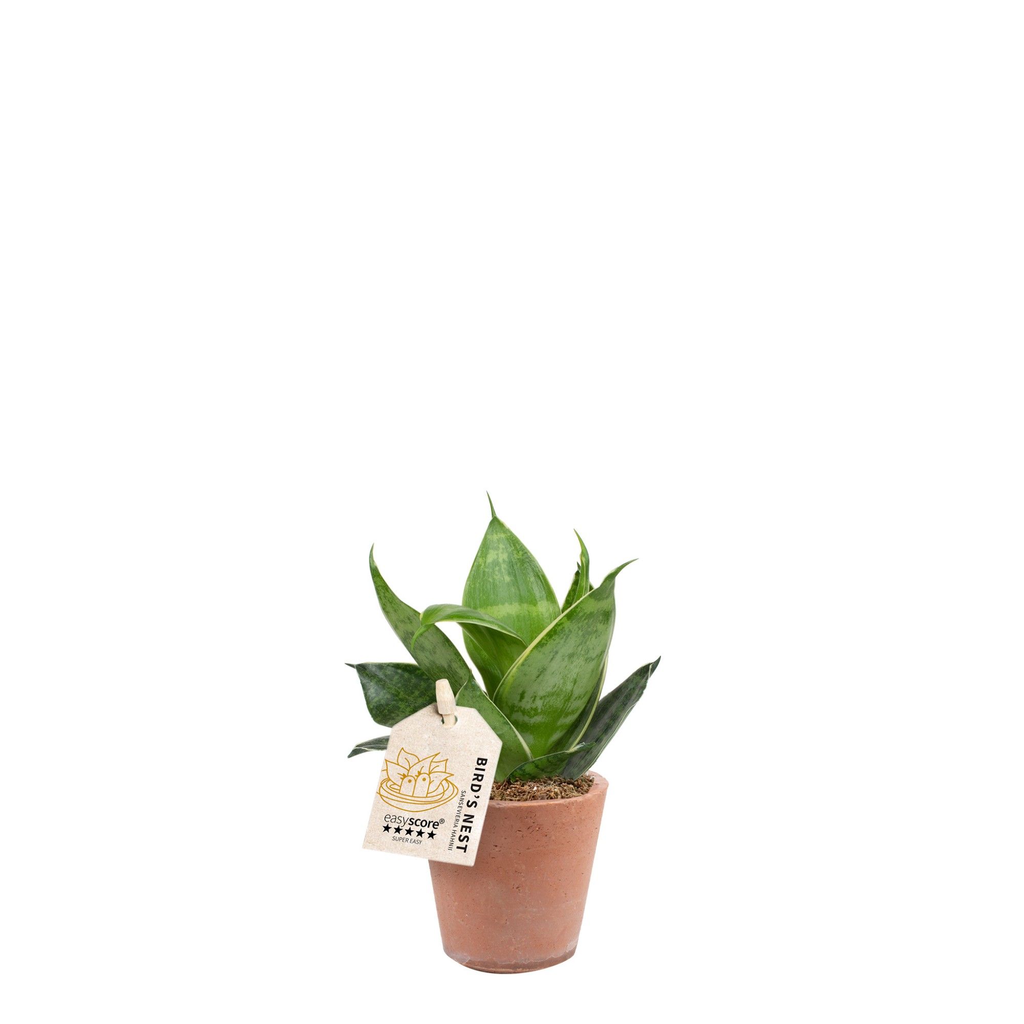 Terracotta Pot, Sansevieria Hahnii, D 7