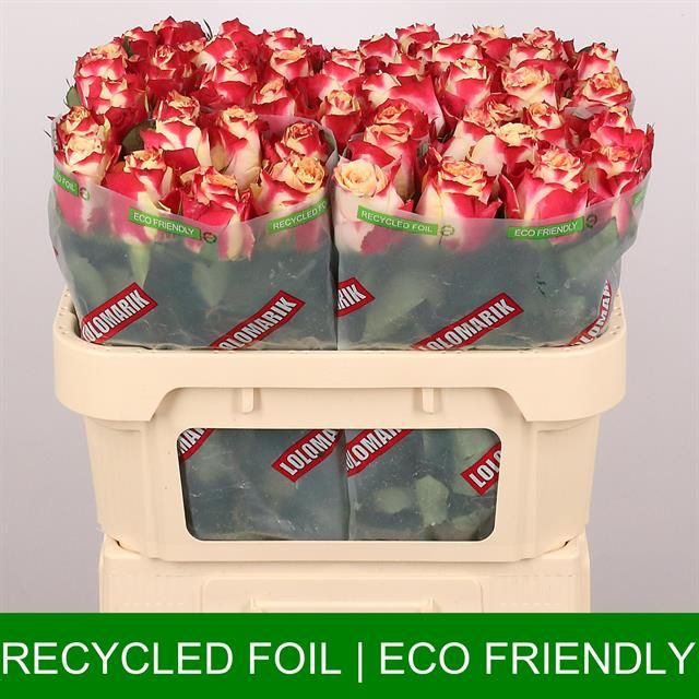 Роза од. Чапю 70, шт.